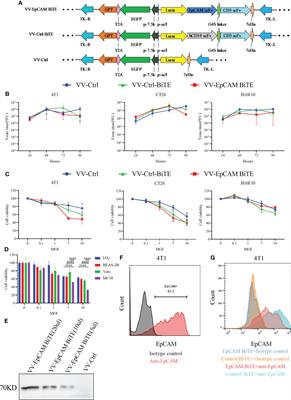 Oncolytic vaccinia virus expressing a bispecific T-cell engager enhances immune responses in EpCAM positive solid tumors